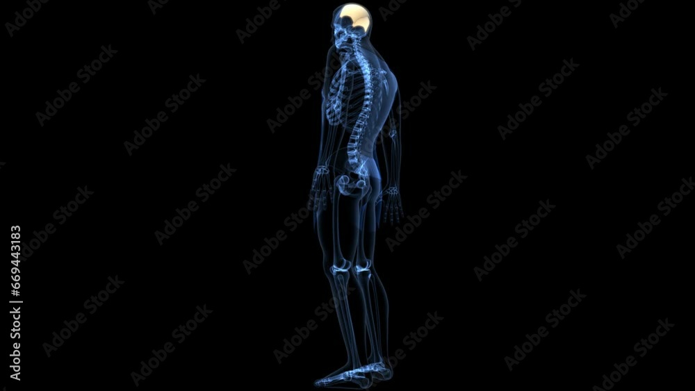 human skeleton anatomy. 3d illustration
