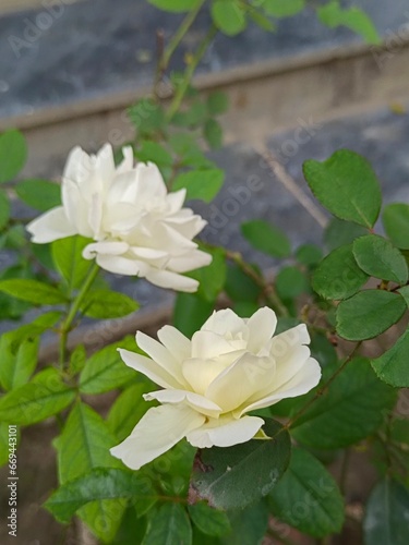 white rose in the garden  WHITE ROSE WITH GREEN LEAVES IN GARDEN