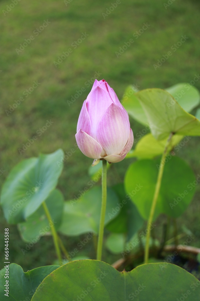 Thai Lotus#9
