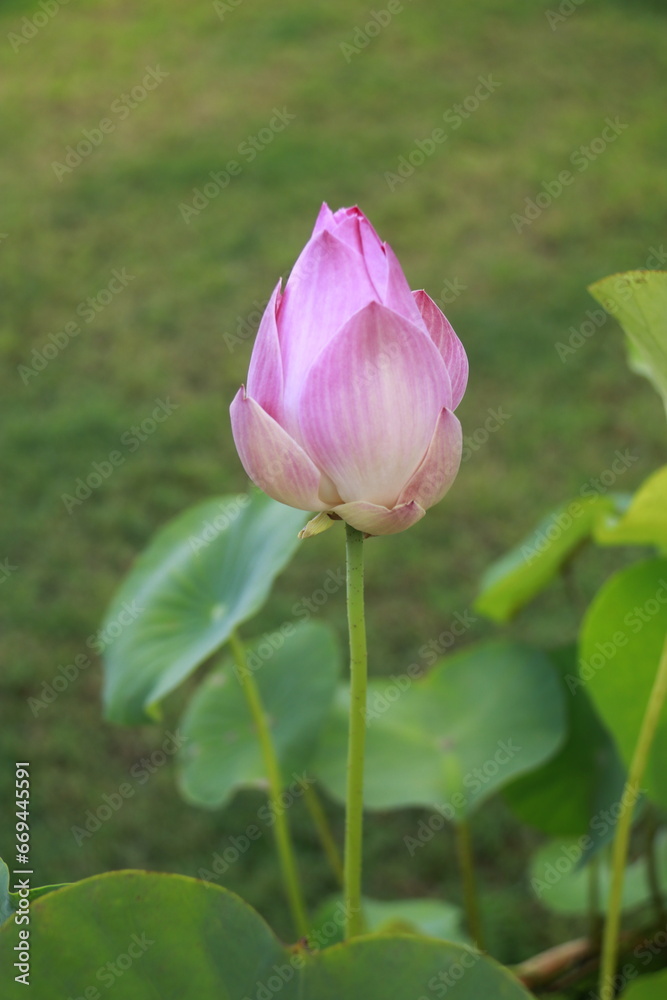 Thai Lotus#8