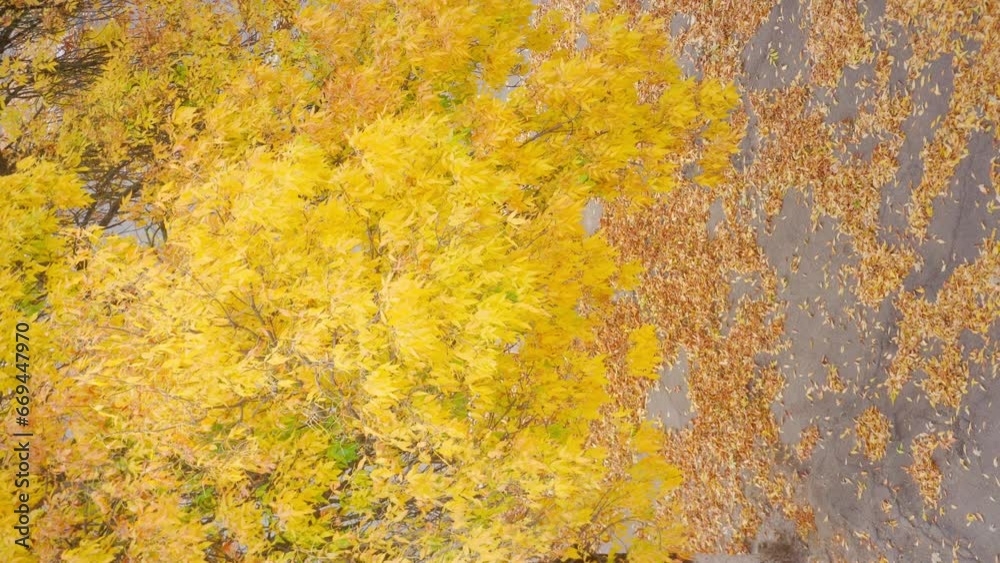 Vertical video. Autumn tree with yellow leaves. The wind shakes the yellow leaves.