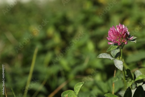 Beautiful clover flower growing outdoors, space for text