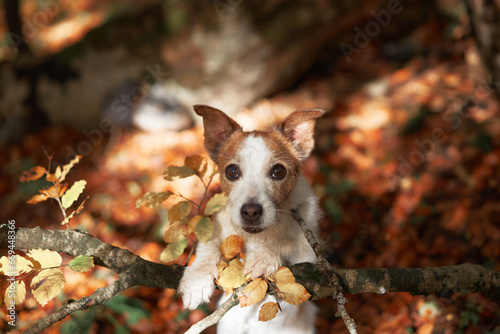 Dog in Nature, White and brown Jack Russell Terrier rests on a tree branch amidst golden autumn foliage. Adventure-themed setting with a curious pet ready for exploration