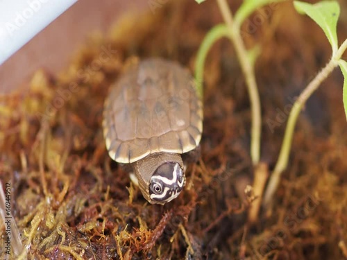 Close up is baby freshwater turtle at Thailand photo