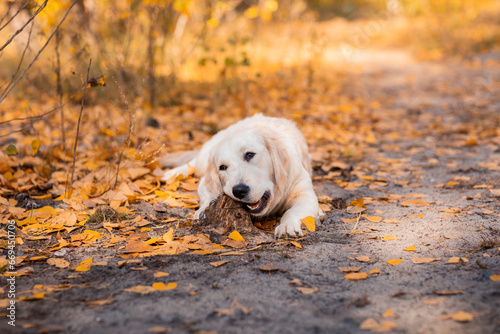 Wallpaper Mural golden retriever lies on the ground in the autumn park. There are a lot of fallen yellow leaves around. Torontodigital.ca