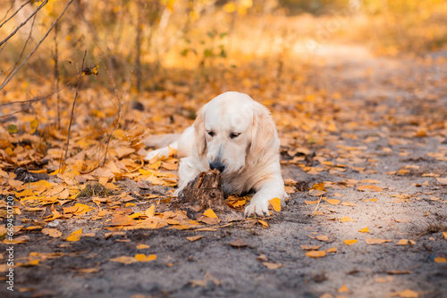 Wallpaper Mural golden retriever lies on the ground in the autumn park. There are a lot of fallen yellow leaves around. Torontodigital.ca