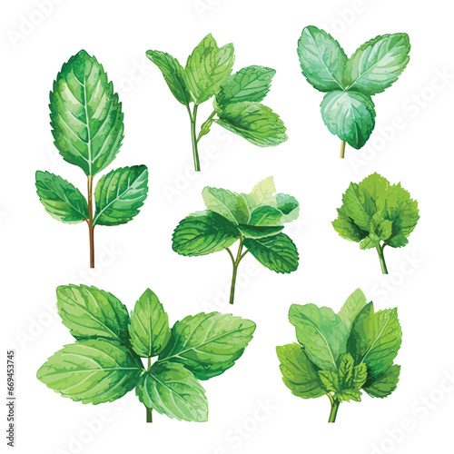 wcollection of green pepermint and mint isolated on white, watercolor mint ser photo