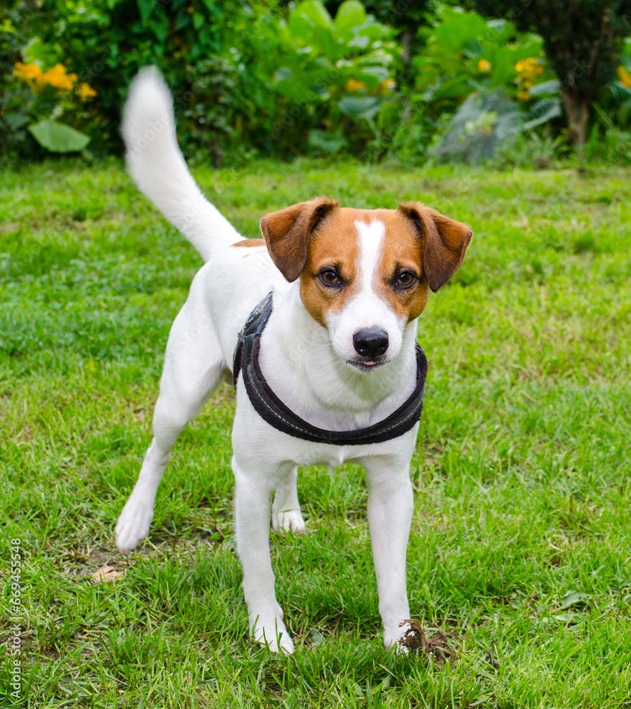 Young brown and white adorable Jack Russell Terrier dog on a green meadow. Looking for something interesting. Puppy