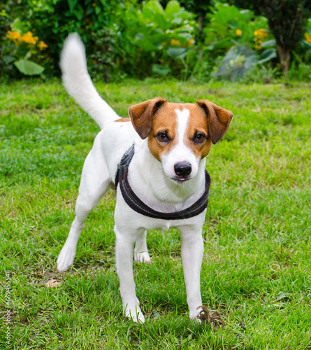 Young brown and white adorable Jack Russell Terrier dog on a green meadow. Looking for something interesting. Puppy