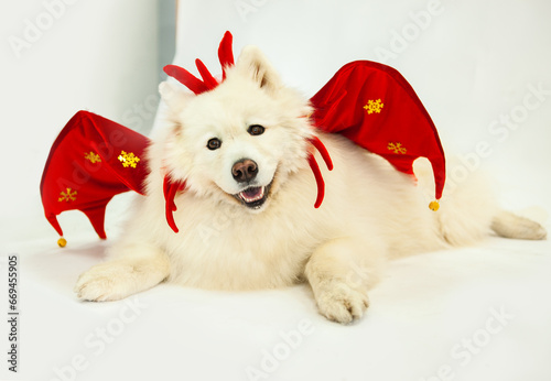 Samoyed dog in the New Year image of a dragon, with wings and a decoration in the form of horns on its head. New year concept 2024 year of the dragon according to the Chinese horoscope.