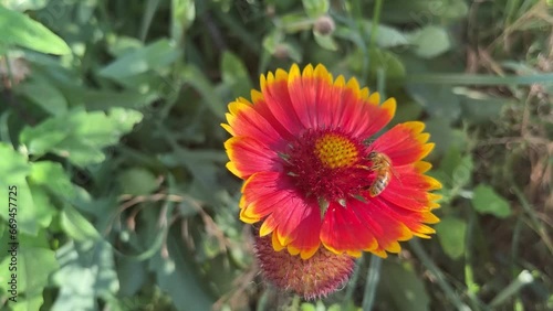 in summer bumblebee pollinates red flowers