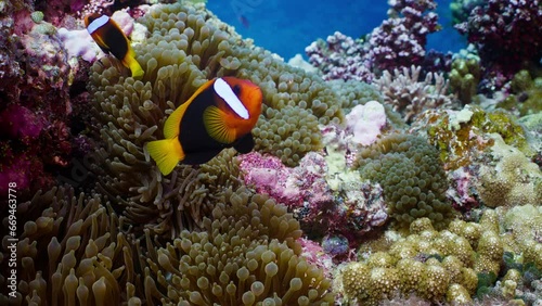 Cinnamon Clownfish gracefully weave in and out of a sea anemone on the Great Barrier Reef photo