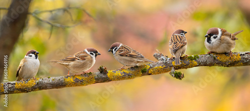 Little birds perching on branch of tree on autumn background. .The Sparrow