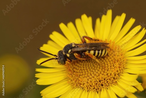 Detailed close up of cleptoparasite Blunthorn Nomad Bee, Nomada flavopicta on a yellow Pulicaria dysenterica flower photo