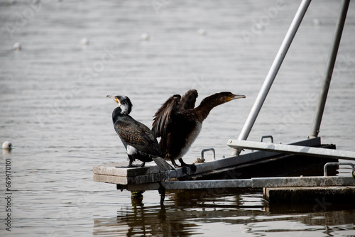 Adult cormorants sunbathing with open wings in a lake