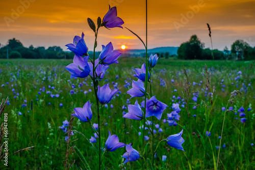 landscape with evening sun against a background of bluebell flowers in the evening