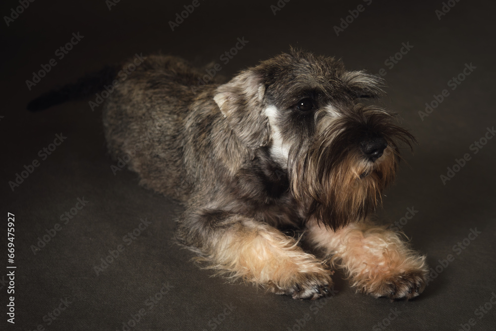 Happy miniature schnauzer dog on a dark background studio shot Happy miniature schnauzer dog on a dark background studio shot