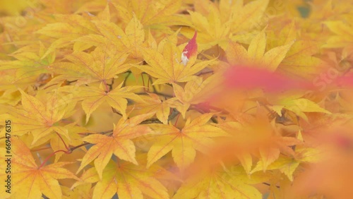 Wallpaper Mural 一面の黄色いモミジの葉　ティルトダウン Torontodigital.ca