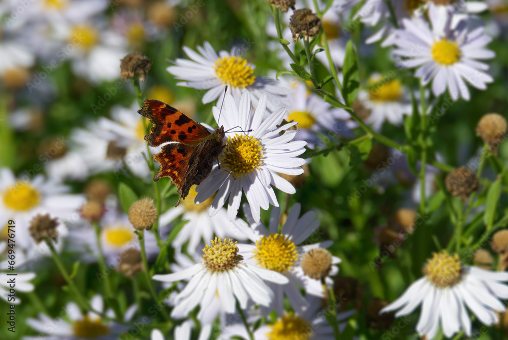 Comma butterfly (Polygonia c-album) perched on a daisy in Zurich, Switzerland Comma butterfly (Polygonia c-album) perched on a daisy in Zurich, Switzerland