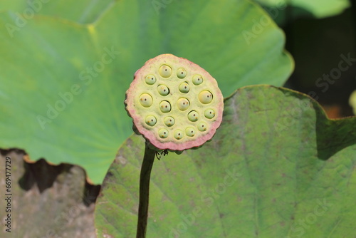 Water Lilly flower head without petals
