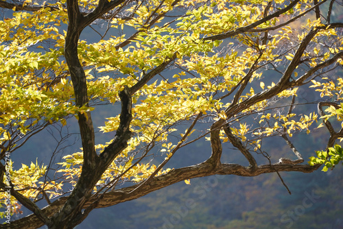 the autumn leaves of Mt. Seorak