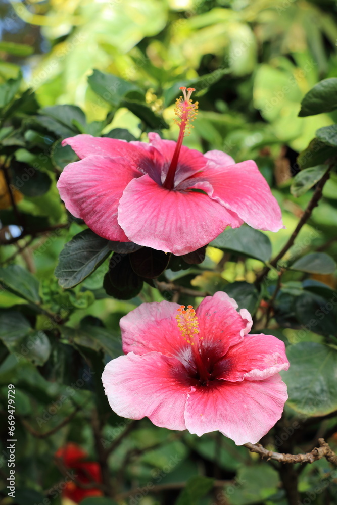 Closeup of tropical flower head