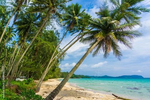 Coconut palm tree on sea beach against blue sky with cloud