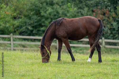 horse in the field, foal with training halter