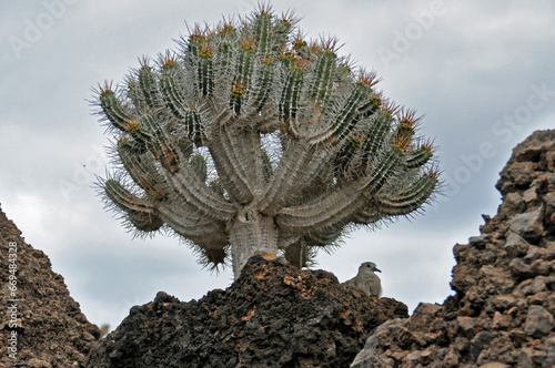 Gołąb sierpówka siedzi pod sukulentem Euphorbia virosa wielkości małego drzewa, rosnącym na skale. Ogród Kaktusów, Lanzarote, Wyspy Kanaryjskie,  Hiszpania.  photo