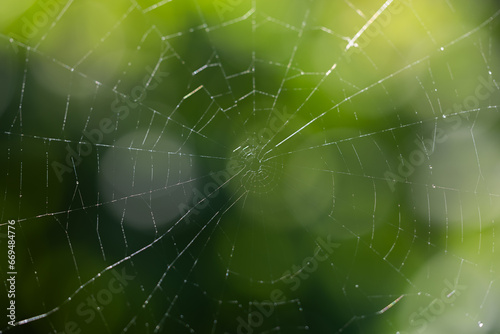 Spider Net in nature with green background with nobody on it - Slovenia