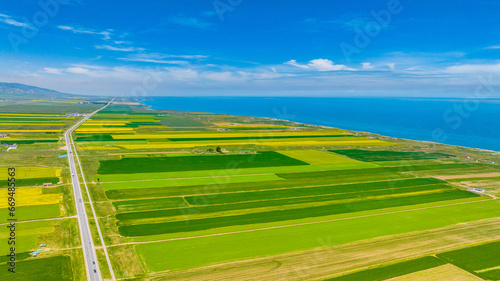 Rape flower in Qinghai Lake photo