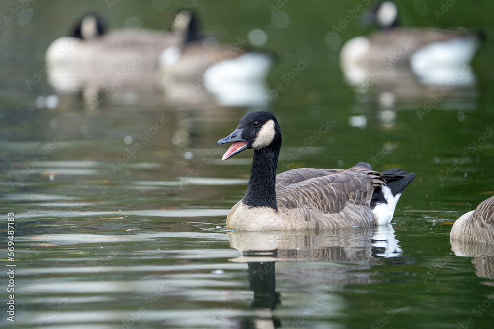Fototapeta premium country goose branta canadensis