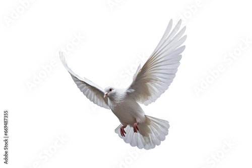 White dove flying on transparent PNG file and Clipping path .freedom concept and international day of peace © sakepaint