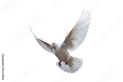 White dove flying on transparent PNG file and Clipping path .freedom concept and international day of peace © sakepaint