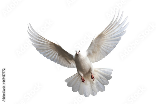 White dove flying on transparent PNG file and Clipping path .freedom concept and international day of peace © sakepaint