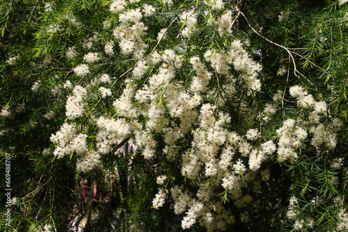 ティーツリー01