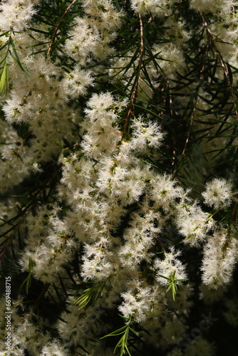 ティーツリー03