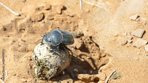 Dung beetle at his work
