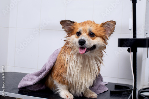 Close up portrait of wet welsh corgi pembroke after taking a shower in a grooming salon. Dog in a pink towel. © Hanna Aibetova