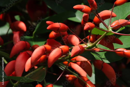 アメリカデイゴ06