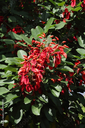 アメリカデイゴ07