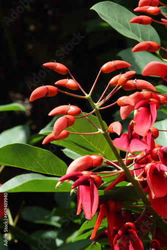 アメリカデイゴ09