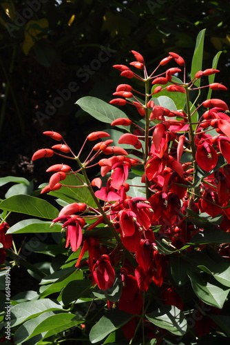 アメリカデイゴ05