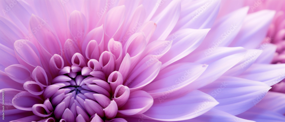 Obraz premium Detailed macro capture of an aster's vibrant hues.