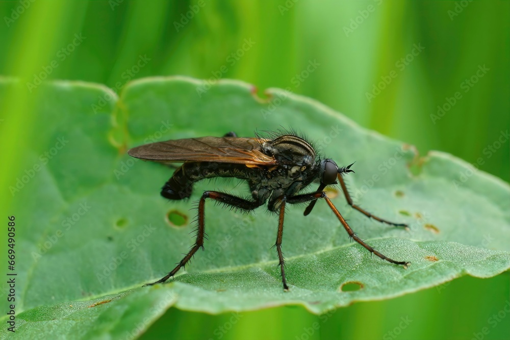 Closeup on a European hanging fly, Empis tessellata sitting on a leaf Closeup on a European hanging fly, Empis tessellata sitting on a leaf