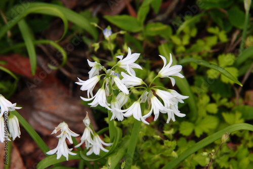 アリウムトリケトラム06