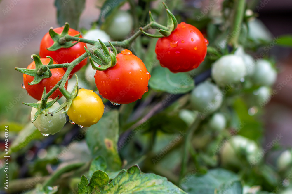 Fresh tomato plants, tomatoes wet from rain Fresh tomato plants, tomatoes wet from rain