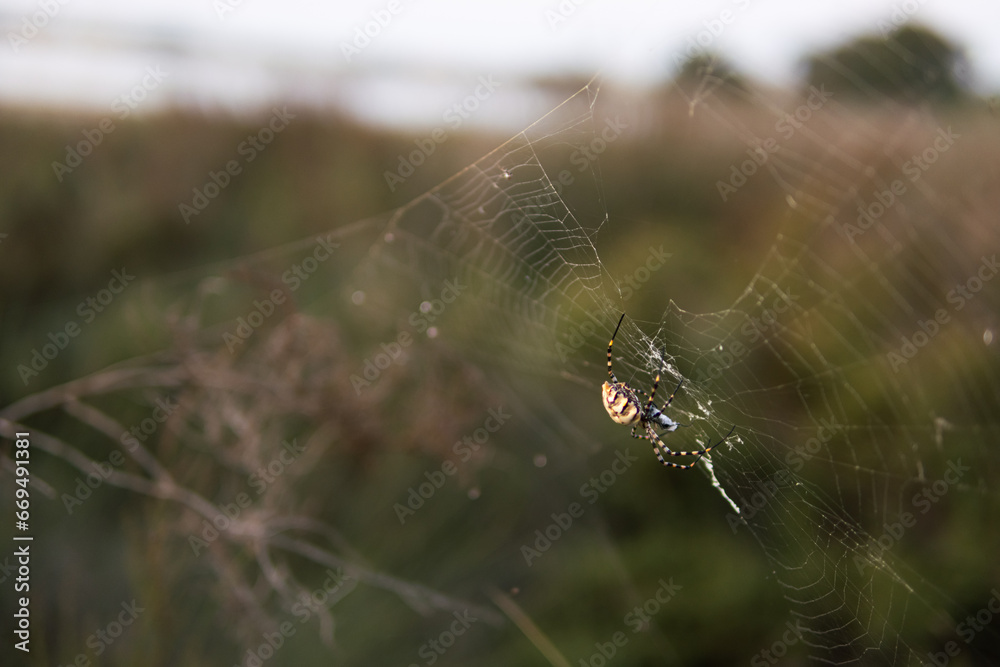 Spider on the web, on a natural green background. There is a place for the inscription