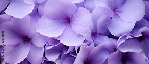 Close-up of dew-kissed purple flowers.