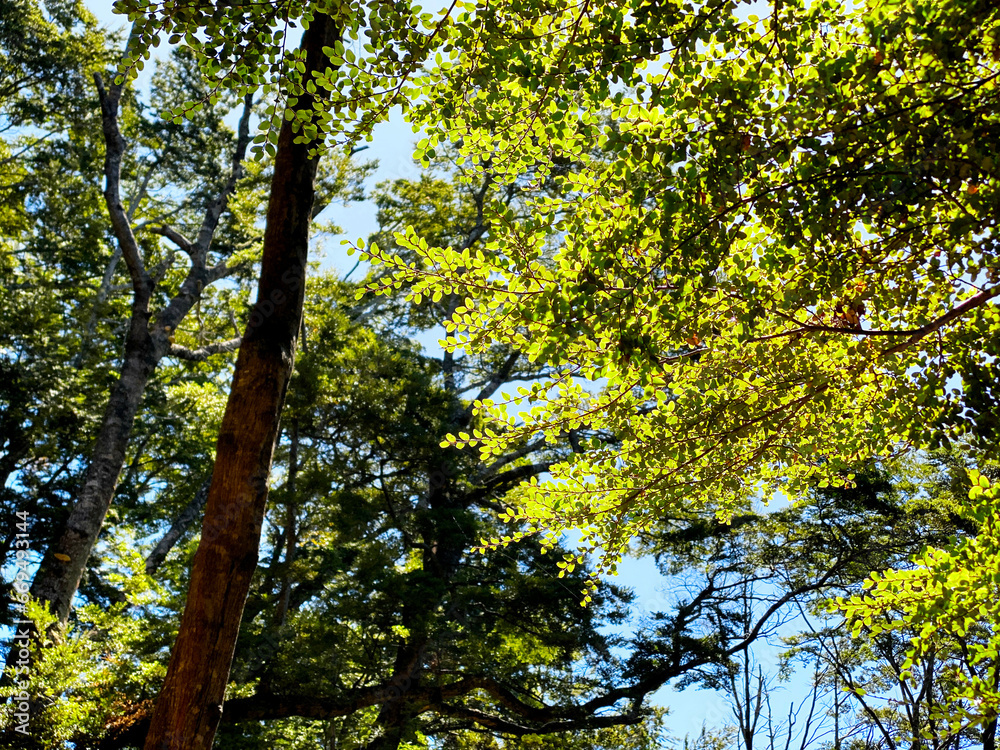 Naklejka premium Kepler Walk trail in south Island, New Zealand